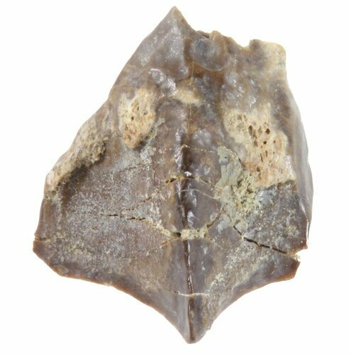 Partial Triceratops Shed Tooth - Montana #41305